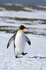 Obraz premium King Penguin on South Georgia Island