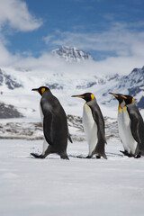 Obraz premium King Penguins on South Georgia Island