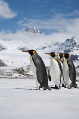 Obraz premium King Penguins on South Georgia Island