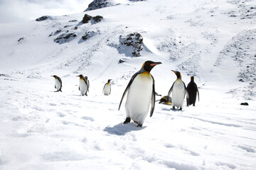 Obraz premium King Penguins on South Georgia Island