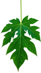 Fototapeta premium Vibrant Green Papaya Leaf Isolated on White Background