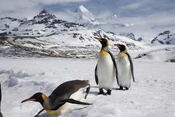 Obraz premium King Penguins on South Georgia Island