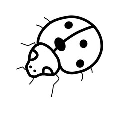 Fototapeta premium Seven Spotted Ladybug Europe Flying Animal Habitat