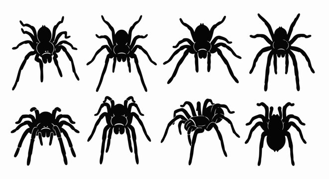 Eight stylized black tarantula spider silhouettes against a white background