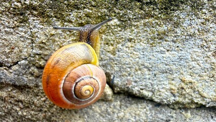 Land Snail of the Helicidae Family Crawling in Natural Habitat © Diana
