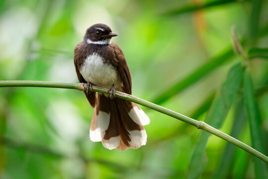 A pied fantail bird (rhipidura javanica) is perched on a green bamboo tree branch