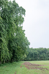 Fototapeta premium Tall vegetation bordering a meadow with damaged soil. Contrast between pristine woodland and a messy dirt path. Scenic park landscape featuring a rough earthy trail.