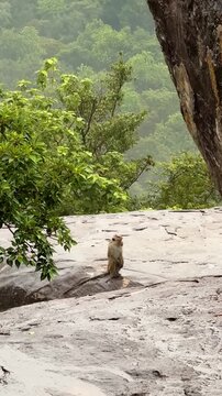 Zoom-in shot of a wild macaque monkey sitting on a wet rock cliff with jungle background in Sri Lanka.