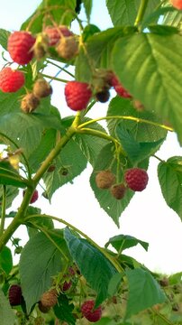 Ripe raspberries on a branch. Selective focus.