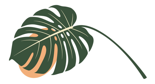 Single large green monstera deliciosa leaf with its characteristic holes placed over an abstract orange organic background shape.