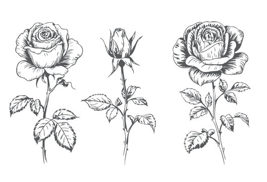 Rose flower collection engraving illustration. Hand drawn botanical blooms in vintage ink line art style.