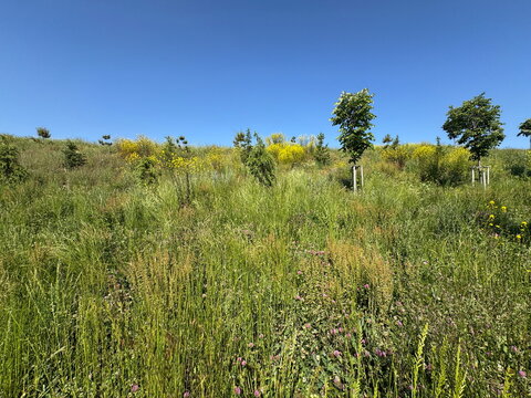Low angle shot of young silver linden (Tilia tomentosa) saplings growing on a green grassy hill under a clear blue sky. Beautiful urban afforestation and summer landscape background asset.