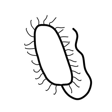 E coli Organism Bacteria Biology