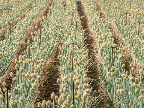 Coltivazione sementiera di cipolla (Allium cepa) con infiorescenze mature in campo agricolo