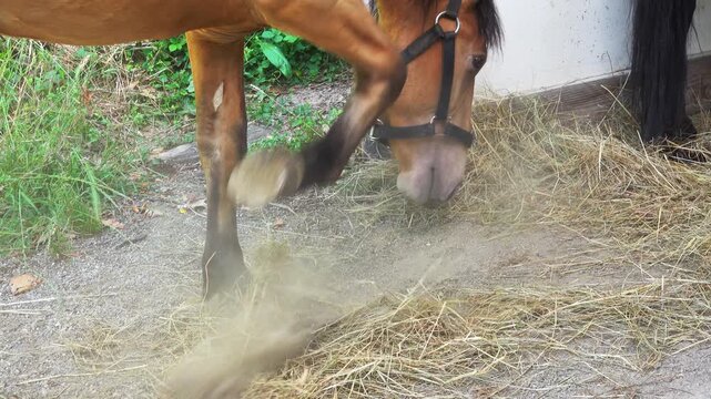 Horse kicks dust by the hay