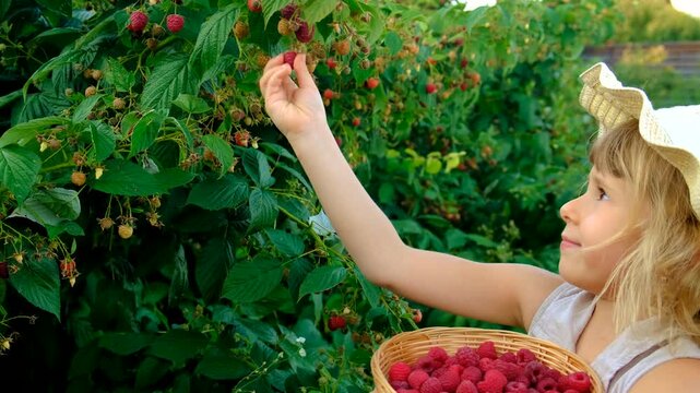 A child with a raspberry harvest in the garden. Selective focus.