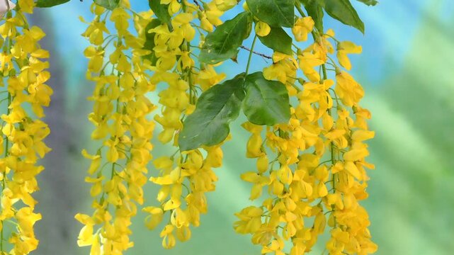 Closeup of Laburnum tree in flower (Laburnum anagyroides), caressed by the breeze
