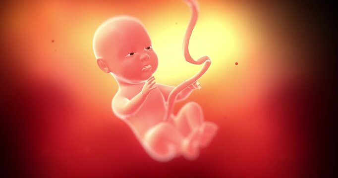 Scientific visualization of human life development inside a pregnant womb. Medical and Health Related 3D Animation.