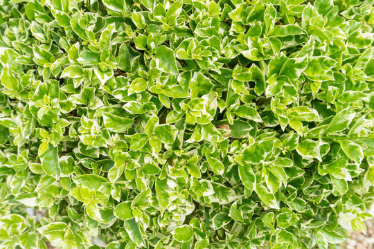 Wintercreeper (Euonymus fortunei), or the similar Japanese spindle bush, is characterized by dense foliage with leaves that have bright green centers and creamy white or pale yellow edges.