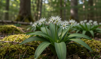 Fototapeta premium Forest floor holds delicate white flowers. Green leaves rise from mossy, sunlit earth. Trees loom softly in background blur. Natural light enhances the flowers' purity. Ideal for nature, ecology