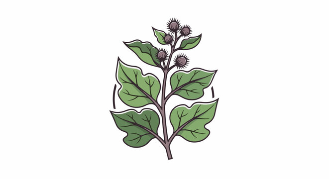 Hand-drawn illustration of a burdock plant with spiky seed heads