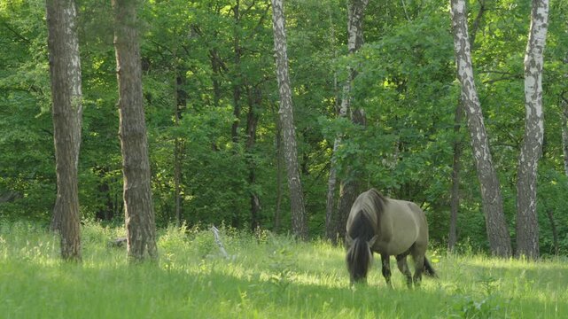 A  wild Polish horse of the Konik breed graze on the edge of the forest	
