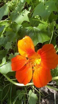 Garden nasturtium or Indian cress orange red flowers. Tropaeolum majus ornamental plant close up,4K.