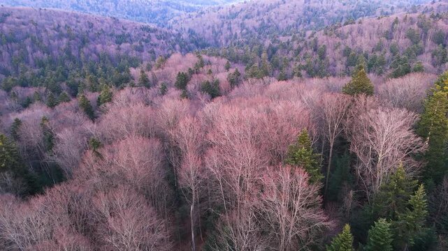 Drone view of mixed beech-fir Carpathian forest in early spring before the leaves bloom. Drone view of protected virgin beech forests in the Carpathians in the evening light.