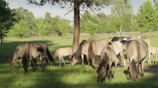 A herd of wild Polish horses of the Konik breed graze on the edge of the forest