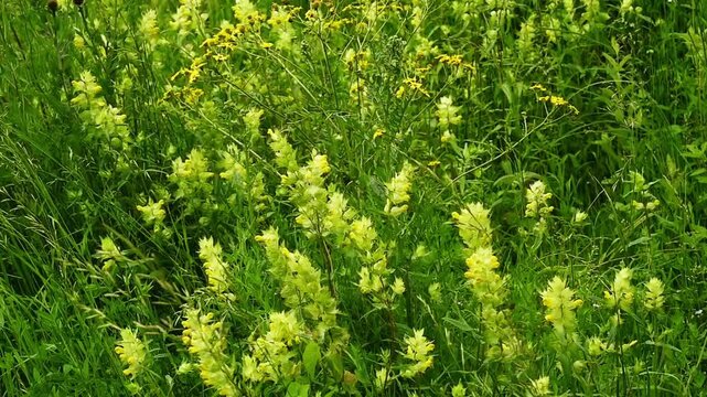 yellow rattle flowers in a meadow waving in the wind - Rhinanthus minor