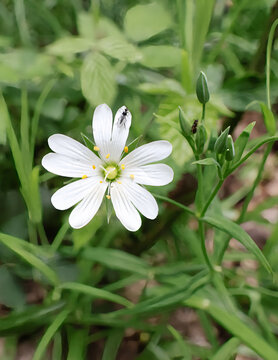 A white greater stitchwort flower in closeup with an insect on a petal in a countryside hedgerow