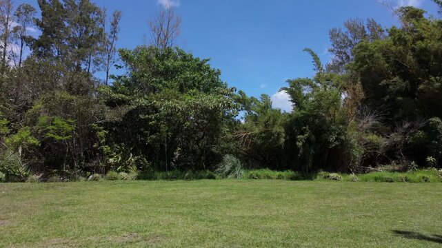 C&eacute;sped verde y &aacute;rboles tropicales bajo cielo azul con nubes en d&iacute;a soleado
