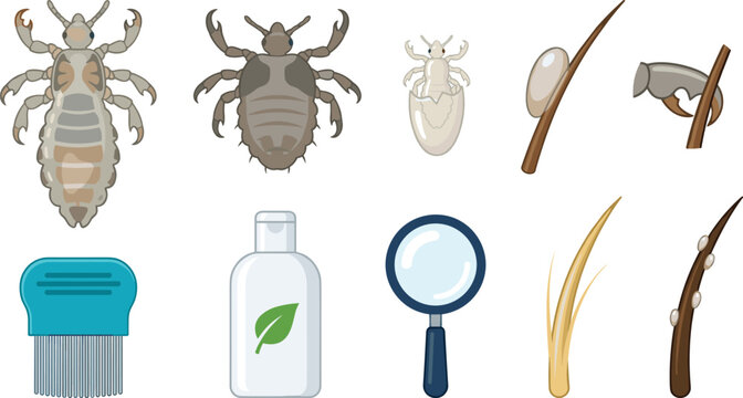 Head Lice Life Cycle and Treatment Vector Illustration Featuring Adult Louse, Nymph, Nit, Hair Shaft, Comb, Shampoo, Lotion, and Magnifying Glass for Health and Science Projects