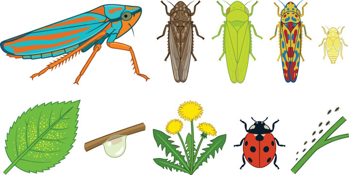 Garden Insects and Plant Biodiversity Vector Illustration Featuring Leafhopper, Cicada, Aphid, Ladybug, Flower, Leaf, Twig, Egg, and Stem for Nature and Science Design Projects