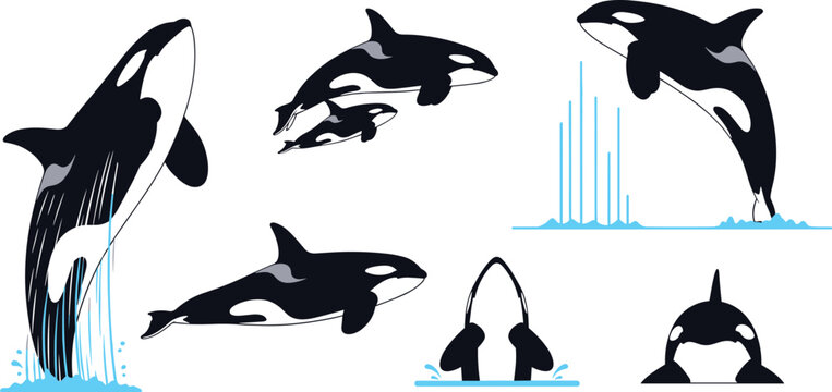 Orca Killer Whale Vector Illustration Set Featuring Jumping Whales Mother and Calf Swimming Fin Breaching and Marine Wildlife Splashing Elements
