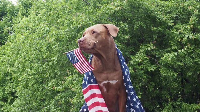Patriotic brown dog and American flag. Symbolizes patriotism and national pride. Perfect for Independence Day, Flag Day, Memorial Day, Veterans Day, USA celebrations and marketing campaigns