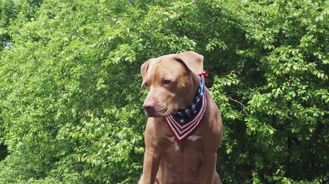 Patriotic brown dog and American flag. Symbolizes patriotism and national pride. Perfect for Independence Day, Flag Day, Memorial Day, Veterans Day, USA celebrations and marketing campaigns