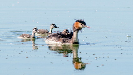 geese in the water © lazalnik
