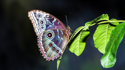 blue morpho butterfly © lazalnik