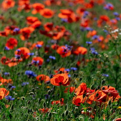 Fototapeta premium Red poppy flowers in a sunlit wildflower field with dew and shallow depth of field