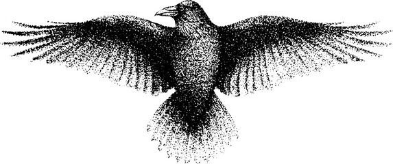 Obraz premium Raven wings spread symmetrically hovering over white background
