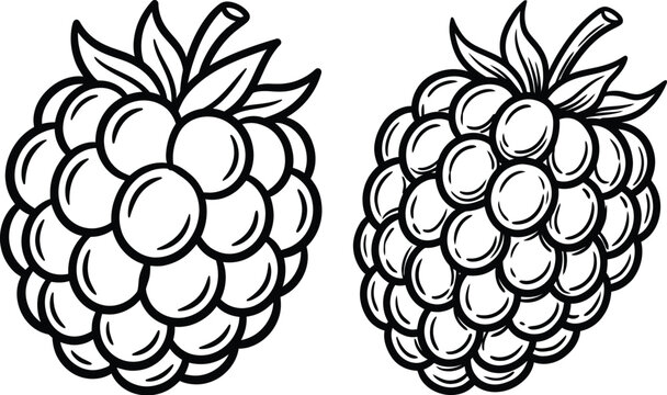 Black and white hand drawn illustration of two ripe raspberries with raspberry illustration botanical ingredient vegetarian monochrome