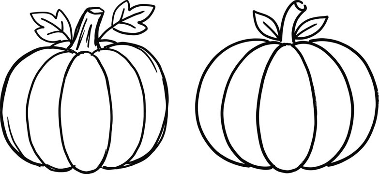 Autumn harvest pumpkins line art drawing with vegetable thanksgiving halloween illustration seasonal decoration agricultural
