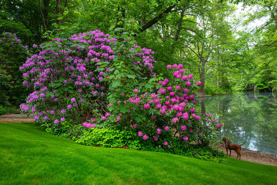 Botanik und Natur, Echter Wurmfarn (Dryopteris filix-mas) und Rhododendronbl&uuml;te im Berliner Tiergarten Park, Berlin, Deutschland