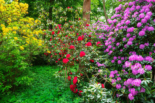 Botanik und Natur, Echter Wurmfarn (Dryopteris filix-mas) und Rhododendronbl&uuml;te im Berliner Tiergarten Park, Berlin, Deutschland