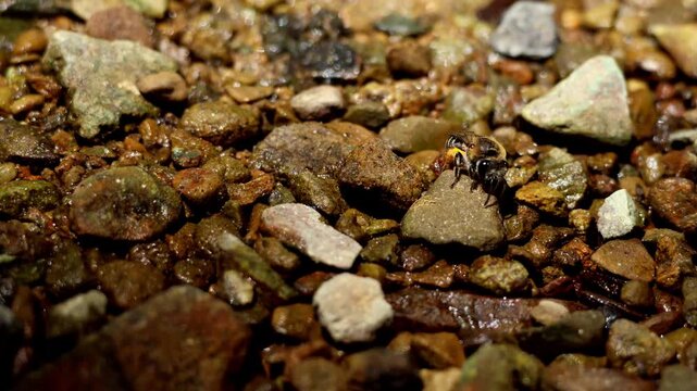 Close up video of a female Colletes plasterer bee drinking water from a clear freshwater stream during summer in Himachal Pradesh, India.