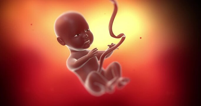 African American pregnant mother body showing anatomical fetus position inside. Medical and Health Related 3D Animation.