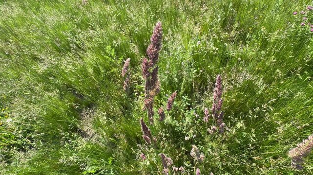 Close-up of wild orchard grass (Dactylis glomerata) heads swaying gently in a lush green meadow field. Beautiful cock's-foot grass footage for summer nature and agriculture videos.