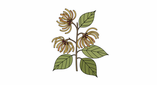 Stylized illustration of a witch hazel branch with spidery yellow flowers
