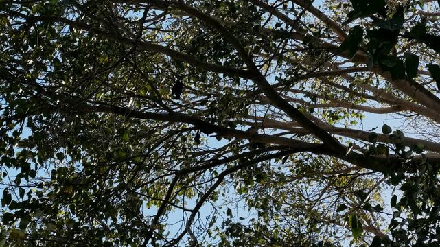 Adult Indian flying foxes Pteropus medius roosting during the day near Yala National Park